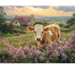 Scenes From Hillside- A Coffee Table Book